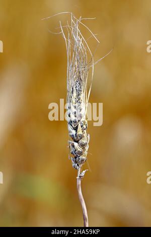 La scorcia coperta di orzo è causata dal fungo ustilago hordei. Foto Stock