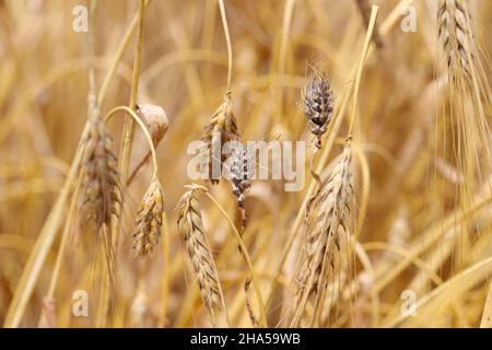 La scorcia coperta di orzo è causata dal fungo ustilago hordei. Foto Stock