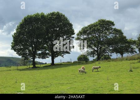 Pecore visto pascolare di fronte ad alberi decidui con foglie verdi piene in una giornata estiva nel Lake District Foto Stock