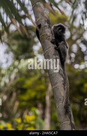 Argenteo lutung o foglia argentata scimmia Trachypithecus cristata nel parco nazionale di Bako sull'isola Borneo, Malesia Foto Stock