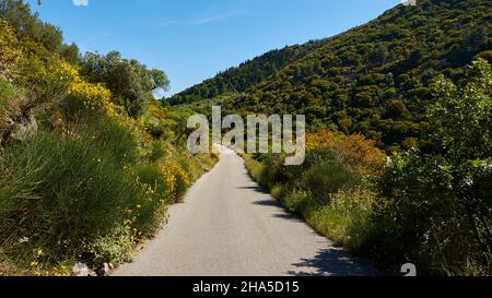 grecia,isole greche,isole ionie,lefakada o lefkas,a nord delle isole,verde paesaggio di montagna,vegetazione lussureggiante,strada asfaltata stretta attraverso verde e arbusti fioriti Foto Stock