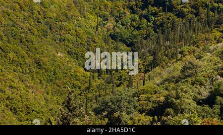 grecia,isole greche,isole ionie,lefakada o lefkas,a nord delle isole,verde paesaggio di montagna,vegetazione lussureggiante,vista in una valle verde,cipressi boschetti Foto Stock