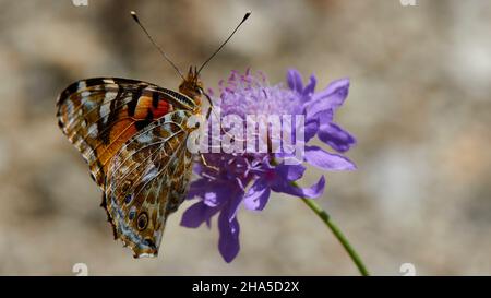 grecia,isole greche,isole ionie,lefakada o lefkas,fiore viola,farfalla su di esso,sfondo sfocato Foto Stock