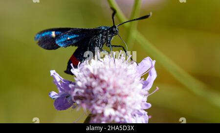 grecia,isole greche,isole ionie,lefakada o lefkas,fiore rosa-viola con farfalla su di esso,sfondo verde e fuori fuoco Foto Stock