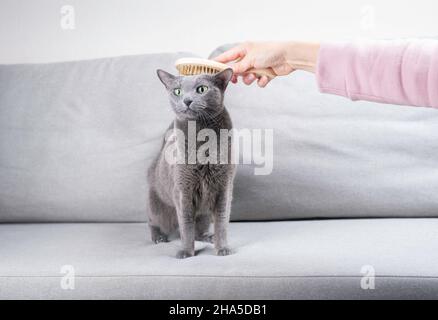 La mano della donna sta pettinando il gatto blu russo con una spazzola speciale morbida per i gatti su un divano grigio Foto Stock