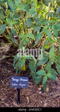 giardino delle erbe dell'abbazia di sainte marie de fontfroide vicino a narbonne. ex abbazia cistercense fondata nel 1093. Foto Stock