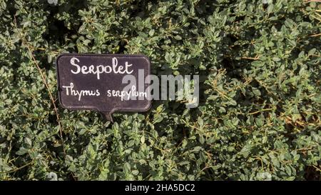 giardino delle erbe dell'abbazia di sainte marie de fontfroide vicino a narbonne. ex abbazia cistercense fondata nel 1093. Foto Stock