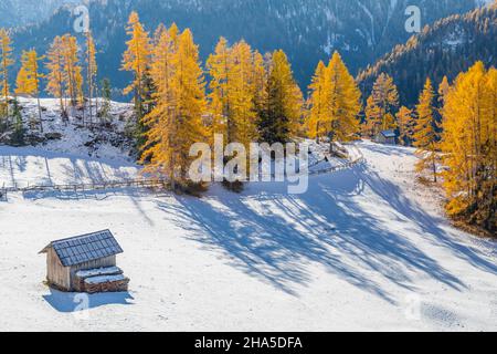 capanne tradizionali in legno ad arabba, prima neve autunnale con larici gialli,arabba,livinallongo del col di lana,belluno,dolomiti,veneto,italia Foto Stock