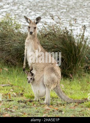 Canguro grigio orientale con joey piccolo peering dal suo sacchetto, entrambi fissando alla macchina fotografica, nella selvaggia accanto acqua di spiaggia in Australia. Foto Stock