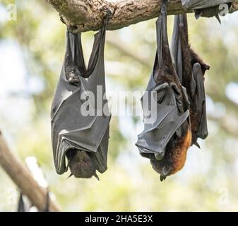 Volpi volanti/pipistrelli di frutta australiani notturni, Pteropus poliocephalus, appeso al ramo di albero con ali avvolte intorno ai corpi Foto Stock