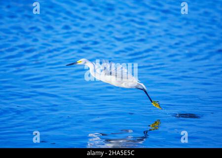 Snowy Egret (Egretta thula) volo di partenza, Sanibel Island, J.N. Ding Darling National Wildlife Refuge Florida, USA Foto Stock