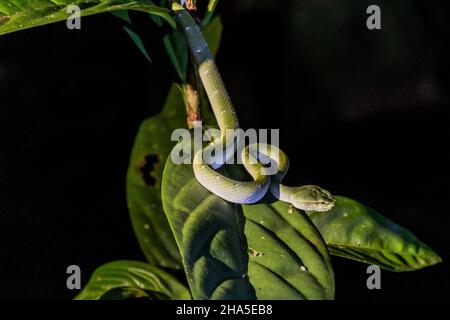 Vipera verde con zellera borneana Tropidolaemus subanulatus nel parco nazionale di Bako sull'isola Borneo, Malesia Foto Stock