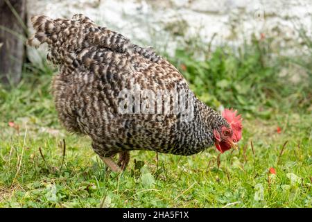 amrock, pollo in una fattoria. Foto Stock