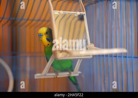 Little Green lovebird guardando dietro l'altalena con specchio interno Foto Stock