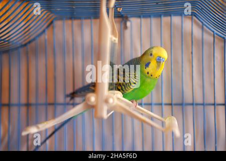 Piccolo lovebird in gabbia con sguardo spaventato su uccello-swing con specchio Foto Stock