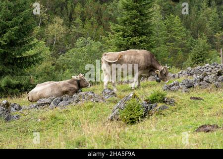 austria, kleinwalsertal, mucche sul pascolo alpino. Foto Stock