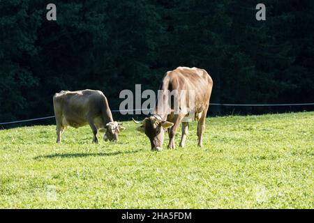 austria, kleinwalsertal, mucche sul pascolo alpino. Foto Stock