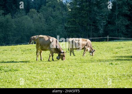 austria, kleinwalsertal, mucche sul pascolo alpino. Foto Stock