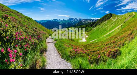 Fiore di rosa alpina, panorama dal Fellhorn sopra lo Schlappoldsee e la stazione di montagna del Fellhornbahn al crinale centrale principale del Allgä Foto Stock