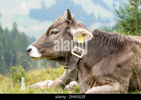 austria, kleinwalsertal, mucche sul pascolo alpino. Foto Stock