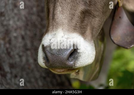 austria, kleinwalsertal, mucche sul pascolo alpino. Foto Stock