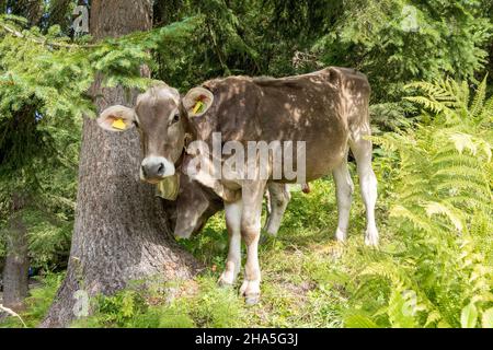 austria, kleinwalsertal, mucche sul pascolo alpino. Foto Stock