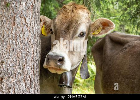 austria, kleinwalsertal, mucche sul pascolo alpino. Foto Stock