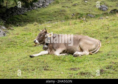 austria, kleinwalsertal, mucche sul pascolo alpino. Foto Stock