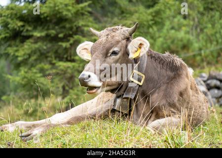 austria, kleinwalsertal, mucche sul pascolo alpino. Foto Stock