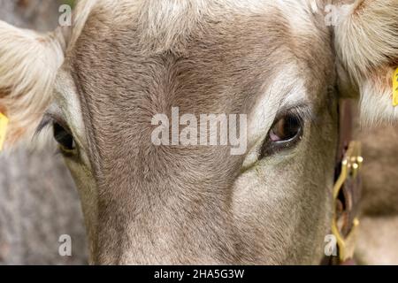 austria, kleinwalsertal, mucche sul pascolo alpino. Foto Stock