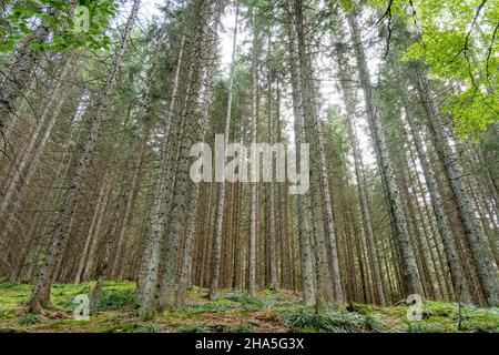 austria, kleinwalsertal, foresta di conifere dal punto di vista di una rana. Foto Stock