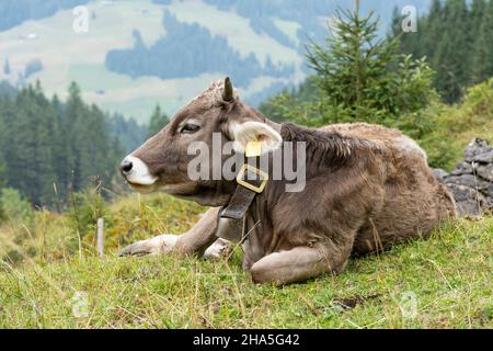 austria, kleinwalsertal, mucche sul pascolo alpino. Foto Stock