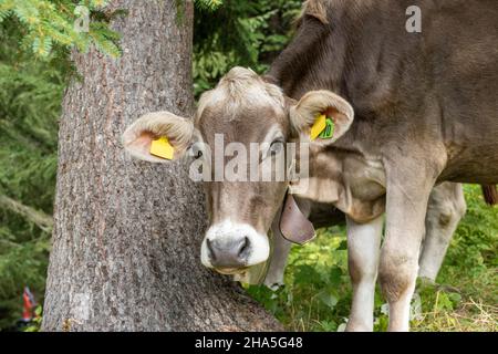 austria, kleinwalsertal, mucche sul pascolo alpino. Foto Stock