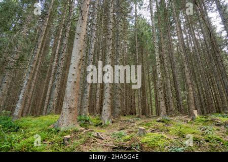 austria, kleinwalsertal, foresta di conifere dal punto di vista di una rana. Foto Stock