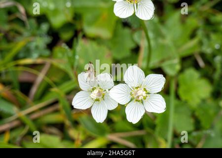 foglia di cuore palude (parnassia palustris), anche chiamato rosa studente. Foto Stock