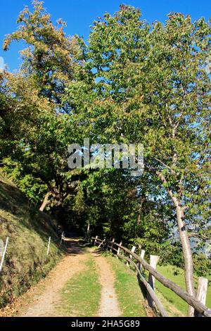 sentiero escursionistico,keschtnweg vicino a feldthurns,castagni in autunno,frutta,alto adige,italia Foto Stock