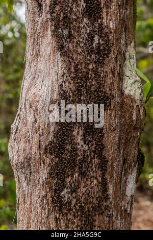 Termiti su un albero nel Parco Nazionale di Bako, Sarawak, Malesia Foto Stock