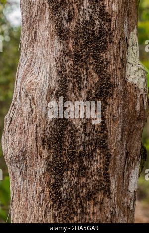 Termiti su un albero nel Parco Nazionale di Bako, Sarawak, Malesia Foto Stock