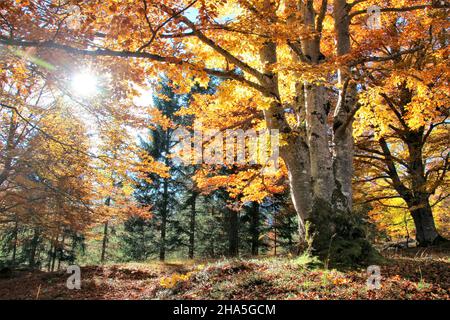 autunno alberi decidui in riva alla strada scolorire le loro foglie in tutti i colori, faggi, retroilluminazione, raggi del sole, mittenwald, germania, baviera, alta baviera, valle isar, Foto Stock