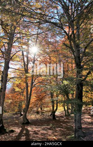 autunno alberi decidui in riva alla strada scolorire le loro foglie in tutti i colori, faggi, retroilluminazione, raggi del sole, mittenwald, germania, baviera, alta baviera, valle isar, Foto Stock