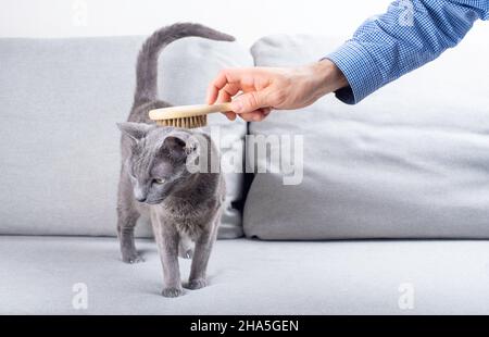 La mano dell'uomo sta pettinando il gatto blu russo con una spazzola speciale morbida per i gatti su un divano grigio Foto Stock