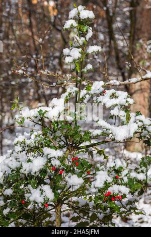 holly coperto di neve Foto Stock