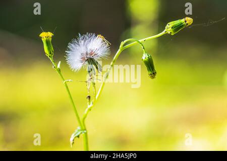 falsbeard ruvido, crepis biennis, appassito, seme stand Foto Stock