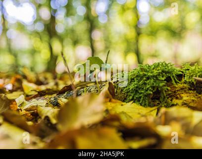 faggio,faggio comune (fagus sylvatica),noci germinanti,bokeh circolare astratto Foto Stock