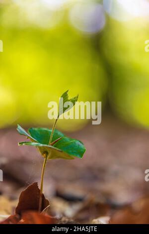 faggio,faggio comune (fagus sylvatica),noci germinanti,bokeh circolare astratto Foto Stock