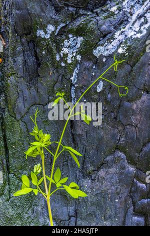 legno incantato e vegetazione fresca dopo un incendio boschivo Foto Stock