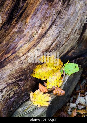 foglie su un ceppo di albero Foto Stock