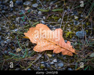 gocce d'acqua su foglie cadute Foto Stock