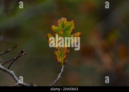 foglia di albero singolo su un albero di quercia giovane in autunno, nitidezza selettiva, profondità di campo molto poco profonda, bello bokeh morbido Foto Stock