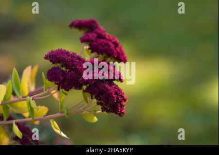 alto sedum (sedum telephium), i fiori diventano rosso vino a fine autunno, germania Foto Stock